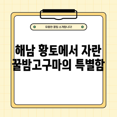 해남 황토 꿀밤고구마 5KG, 왜 좋을까? |  달콤함과 깊은 맛, 건강까지 생각하는 선택