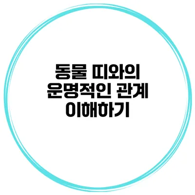 동물 띠와의 운명적인 관계 이해하기